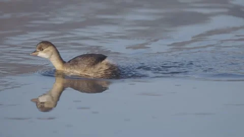 Little grebe or dabchick bird in winter river, Tachybaptus ruficollis Stock Footage 327809702