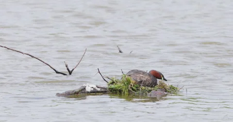 Little Grebe pair constructing a floating nest on water using submerged plants Stock Footage 333678807