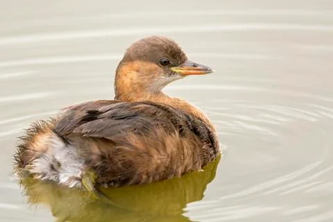 Little Grebe Stock-Fotos