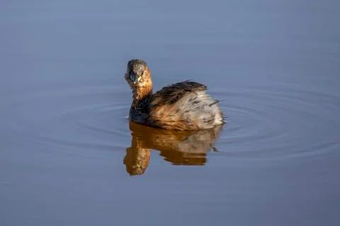 Little Grebe Stock Photos