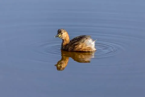 Little Grebe Stock Photos
