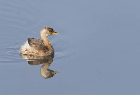 Little grebe Stock Photos