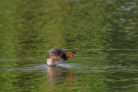Little grebe Stock Photos