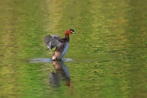 Little grebe Stock Photos