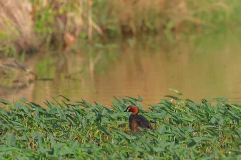Little grebe Foto stock