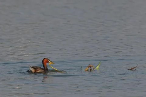 Little grebe Stock Photos