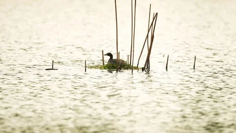 A little grebe resting on its floating nest among reeds in a shimmering lake Stock Footage 332599676