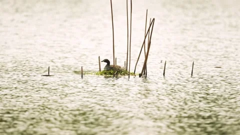 A little grebe resting on its floating nest among reeds in a shimmering lake Stock Footage 332599744