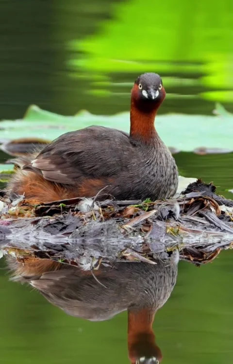 Little grebe sitting on his nest Stock Footage 335662017