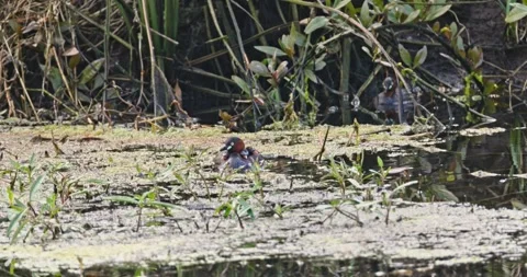 Little grebe swimming with chicks on back, wetland pond, wildlife 库存影片 343000790