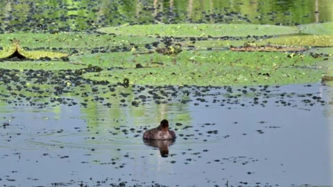 Little Grebe Swimming in Pond Stock-Footage 340863764