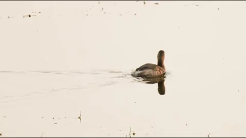 Little grebe swimming with reflection on calm water in gujarat india Stock Footage 337702746