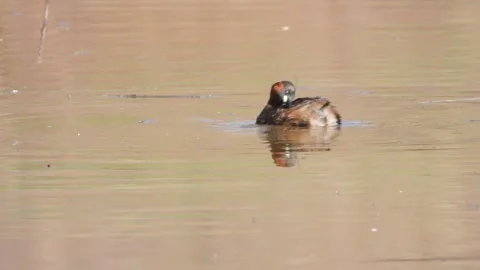 Little grebe taking a dive - Tachybaptus ruficollis Stock Footage 277679939