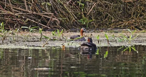 Little grebes swimming with chicks on back, pond wildlife behavior Stock Footage 346448288
