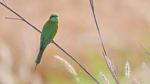Little Green bee Eater  Stock Footage 154340953