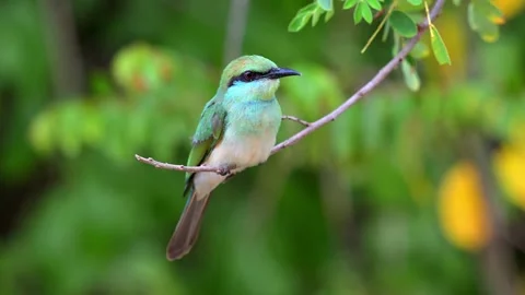 Little Green Bee Eater Stock Footage 321476414