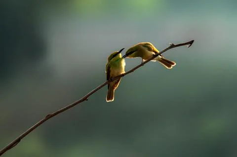 Little green bee eater juvenile perched on the branch of a tree Stock Photos