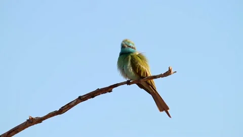 Little Green Bee-eater or Arabian green bee-eater (Merops cyanophrys) Stock Footage 204782082