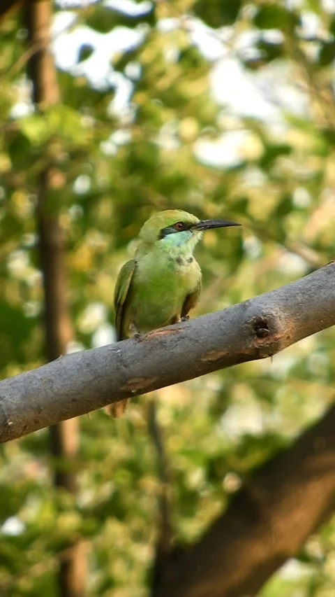 The Little Green Bee Eater Or Merops Orientalis - 4k Vertical Footage Stock Footage 337962241