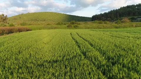 Little green field pull back Video stock 126946540