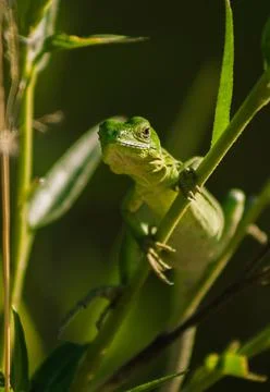 Little green lizard Stock Photos