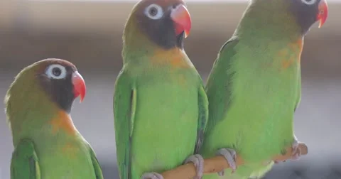 Little Green Parrots Expect an Attacks of a Birds of Prey Stock Footage 61929613