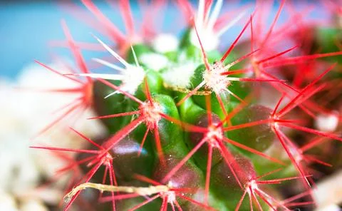 A little green red cacti with sharp thorns closeup. Growing potted desert plants Stock Photos