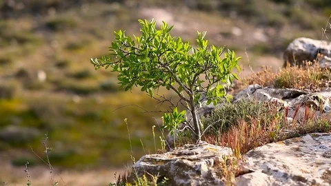 The little green tree 動画素材 125330386