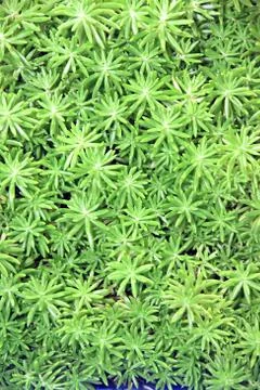 Little green tree. Foto stock