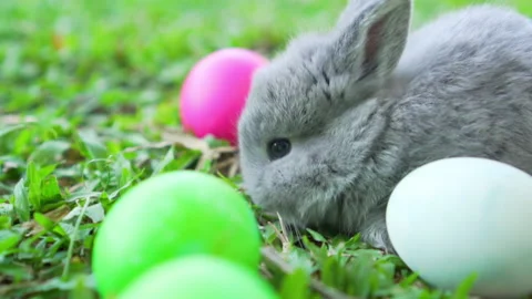 Little grey easter bunny holland lop eating a grass, at near Easter eggs. Video stock 133746080