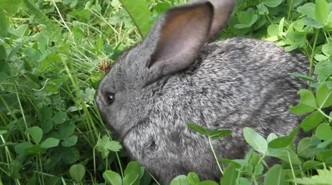 Little grey home rabbit eats clover lawn Stock Footage 46949643