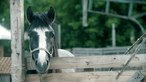 A little grey horse standing in the paddock outdoors Stock Footage 135886039