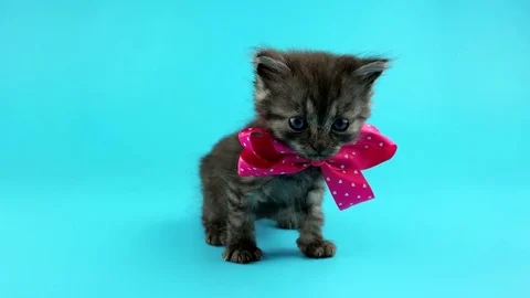 Little grey kitten with red bow, looking around and meows Stock Footage 74227221