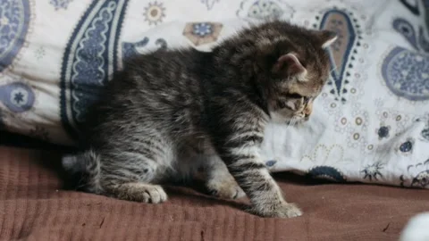 Little grey kitten on sofa 库存影片 167347584