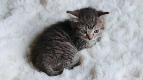 Little grey kitten on sofa Stock Footage 167347597