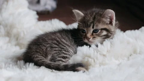 Little grey kitten on sofa Video stock 167347598