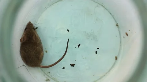 Little grey mouse Vídeo Stock 52128996