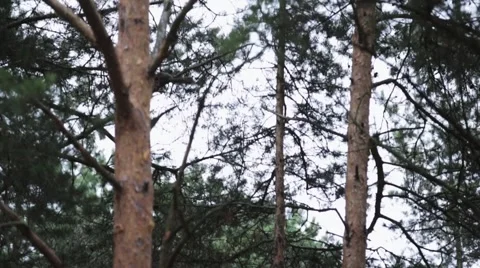 Little grey squirrel jumping from green pine to pine in park. Nature. Trees Stock Footage 64867501