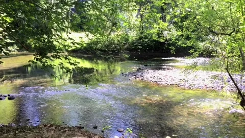 Little Grove at River, Bern Video stock 95967212