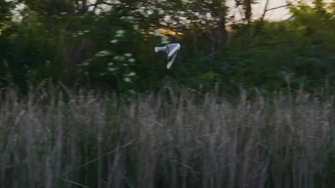 Little Gull flying low over the Ros River in Ukraine Stock Footage 326312094
