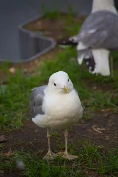 Little gull is looking at the camera Stock Photos