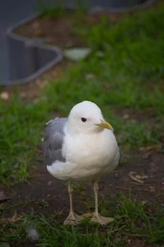 Little gull is looking at the camera Stock-Fotos