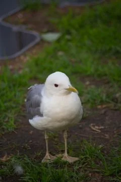 Little gull is looking at the camera Stock Photos