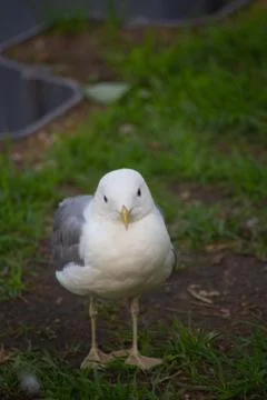 Little gull is looking at the camera Stock Photos