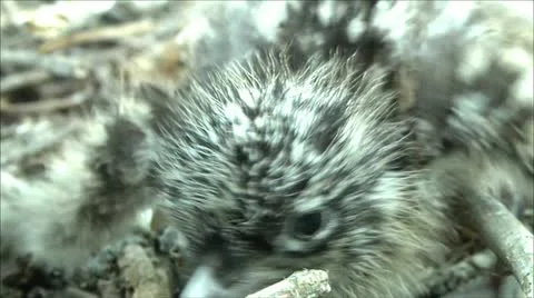 Little gull nestlings 4 Stock Footage