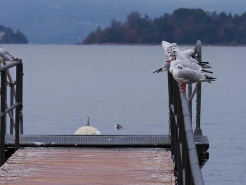 Little guls on a pier Stock Photos