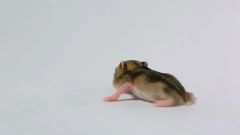 The little hamster is curiously exploring the space. Stock Footage 203218297
