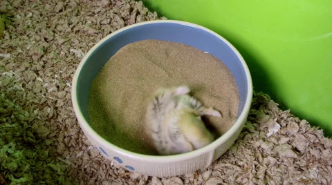 Little hamster digging and rolling in sand bath to clean its fur. Stock Footage 63512890