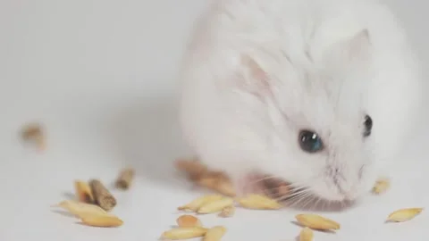 Little hamster eats grain Stock Footage 211638744