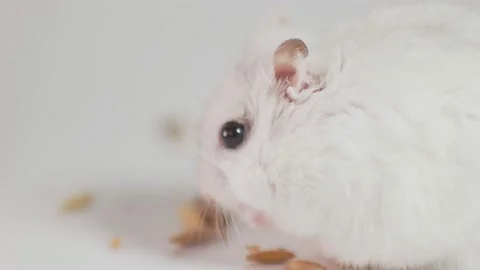 Little hamster eats grain Stock Footage 211993363